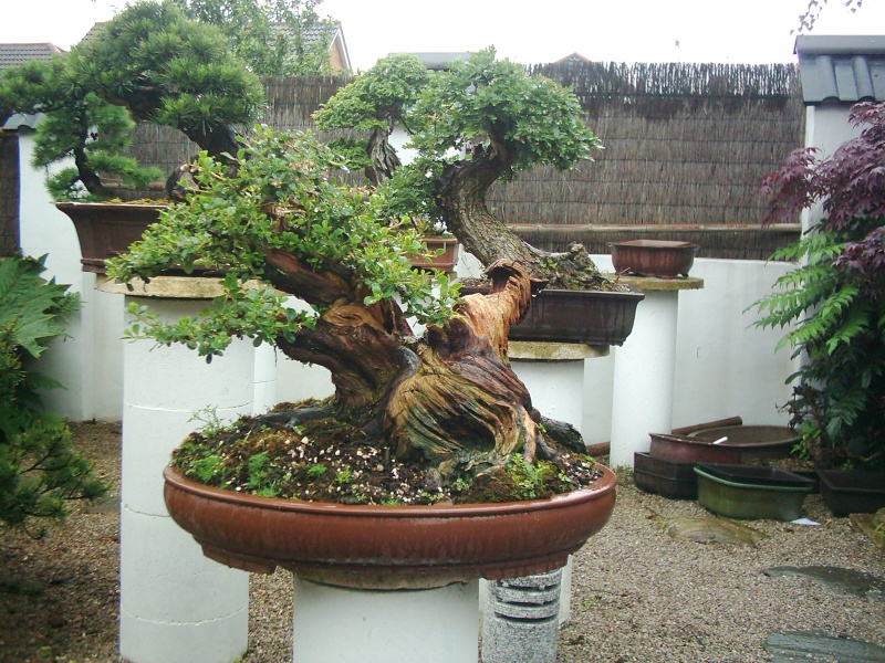 a couple of my old bonsai from england<re 360 bonsai>  Bonsai12