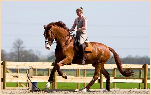 FAMOSE VAN DEN KEMPENHOEVE Famose10