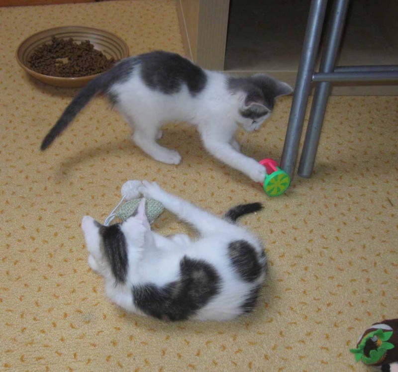 SIDONIE et FRESIA, deux bébés chats chez Brigitte Les_de12
