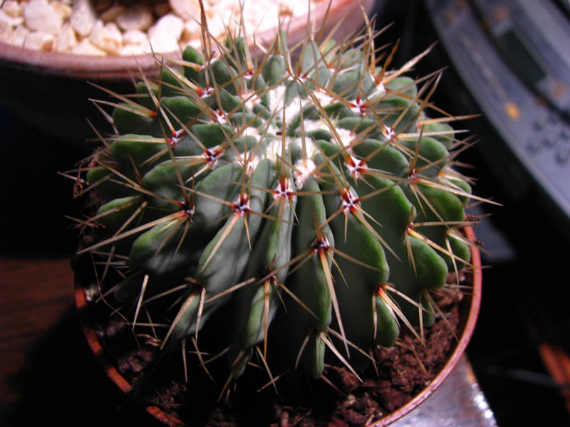 Exoplantes Montégut plantaurel Cactus23
