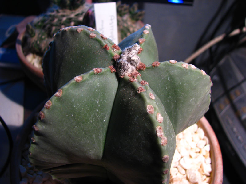 Exoplantes Montégut plantaurel Cactus24