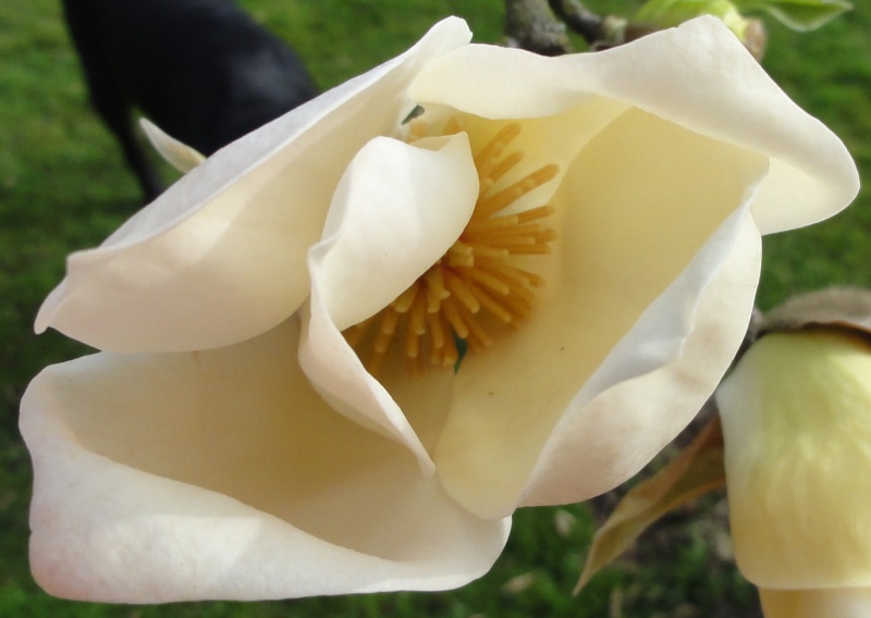 Magnolia à identifier ... 08_04_11