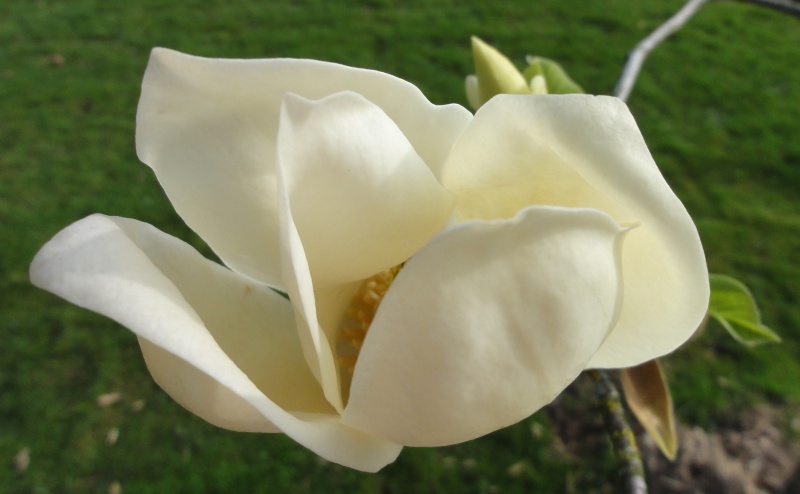 Magnolia à identifier ... 08_04_13