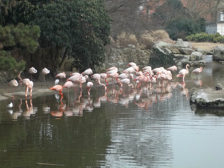 parc de la tete d'or  les flaments roses 18269010