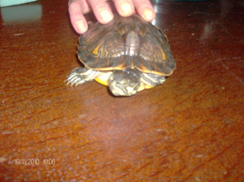 identification de mes tortues Mes_to11