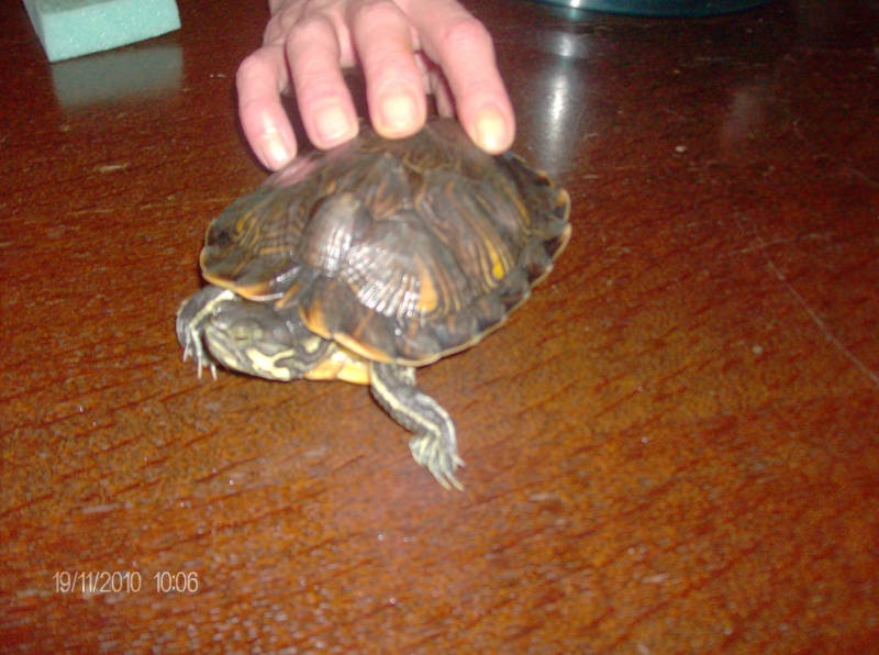 identification de mes tortues Mes_to12