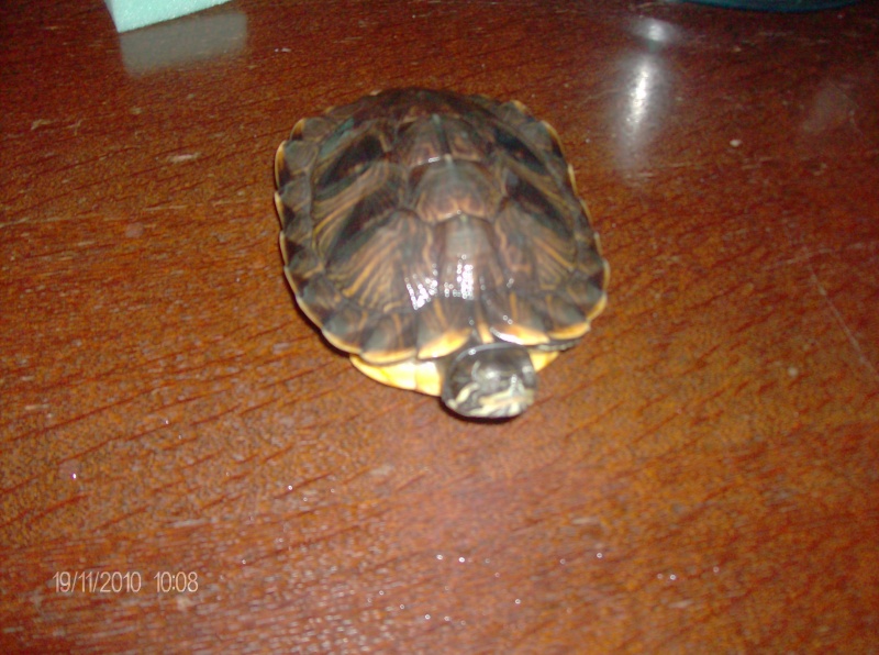 identification de mes tortues Mes_to14
