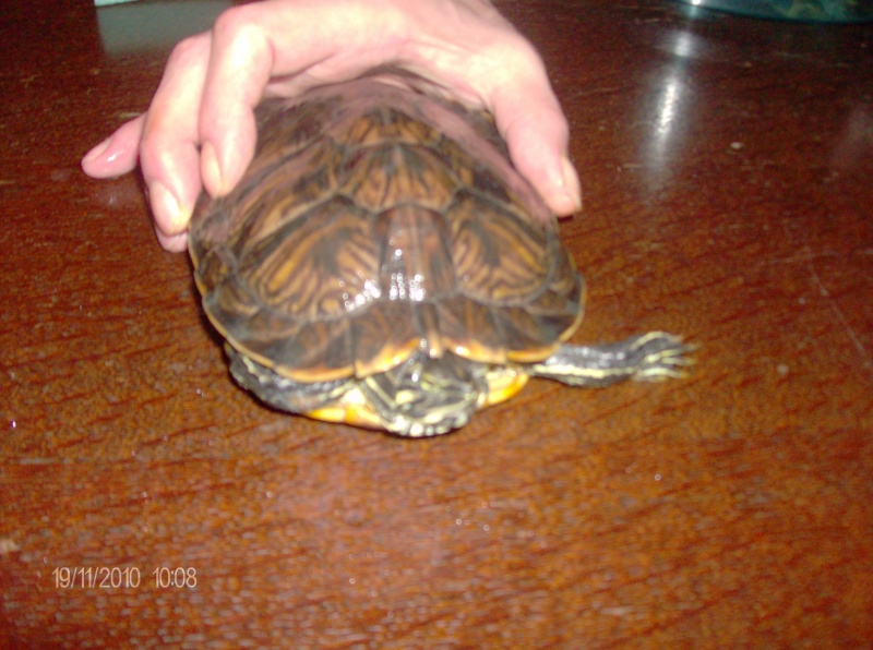 identification de mes tortues Mes_to17