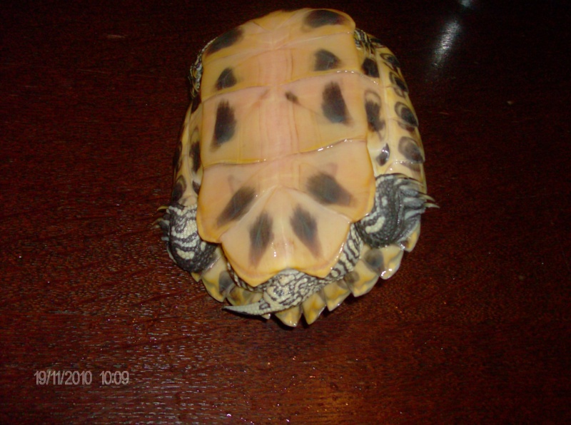 identification de mes tortues Mes_to18