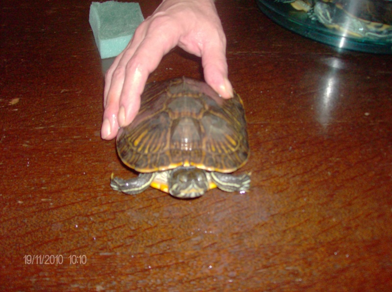 identification de mes tortues Mes_to19