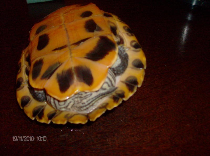 identification de mes tortues Mes_to21