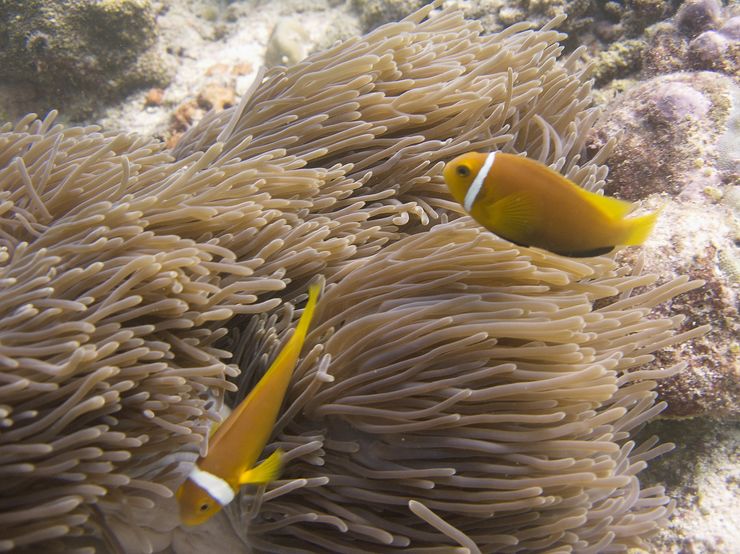Faune maldivienne sous-marine (petits animaux)... P3034411