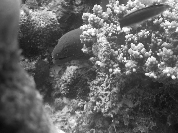 Faune maldivienne sous-marine (petits animaux)... P3064610