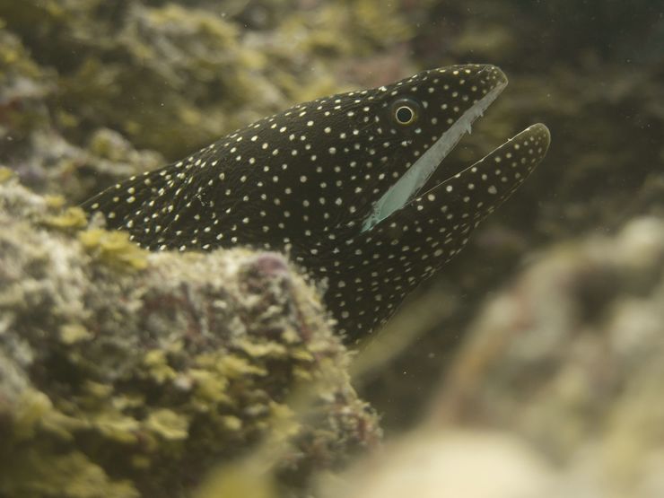 Faune maldivienne sous-marine (petits animaux)... P3064612