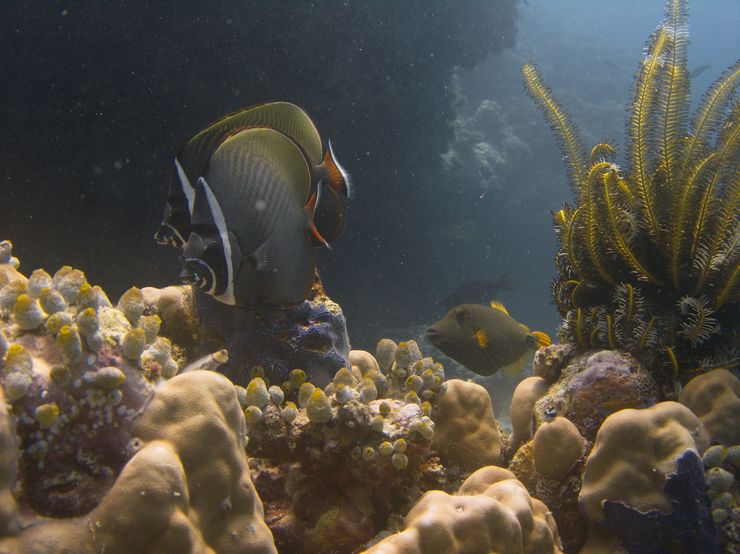 Faune maldivienne sous-marine (petits animaux)... P3084810