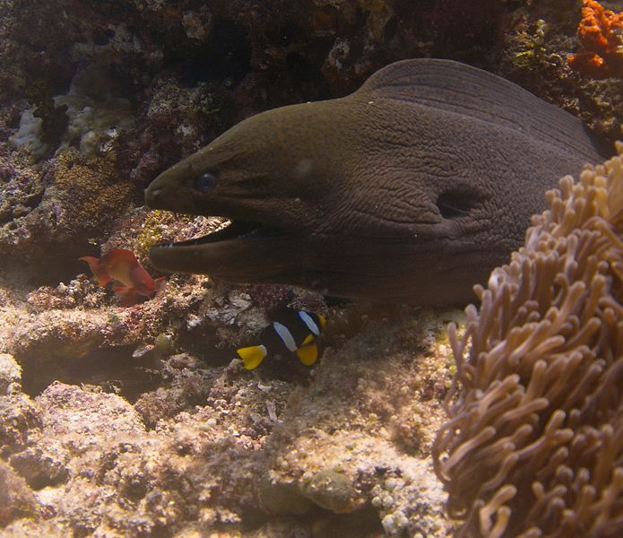 Faune maldivienne sous-marine (petits animaux)... P3094911