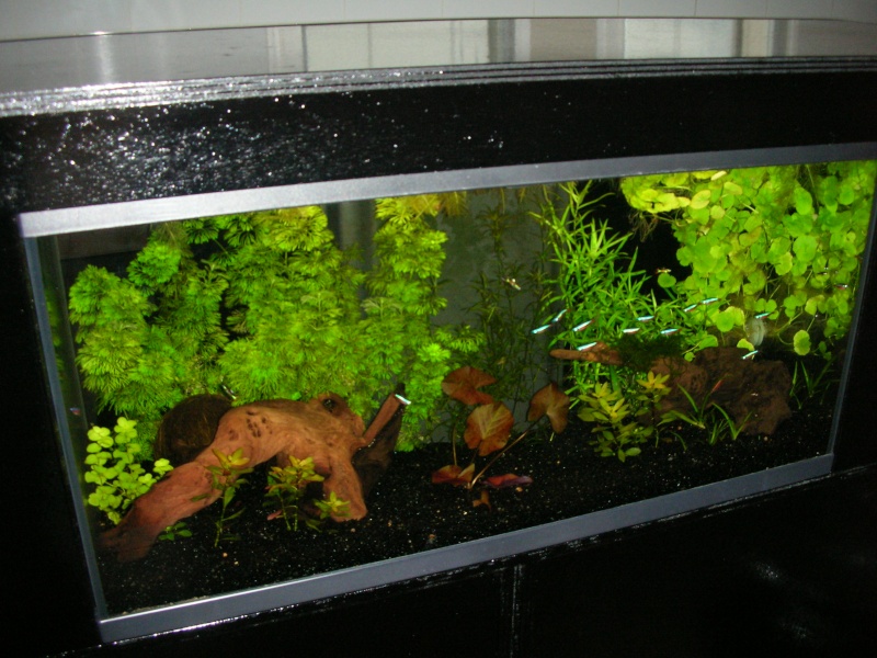 mon bar aquarium Aqua_010