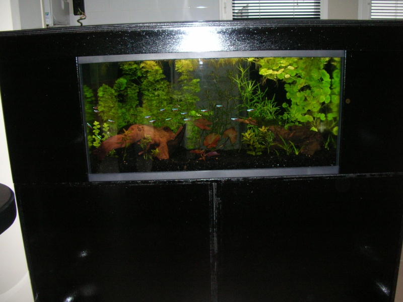 mon bar aquarium Aqua_012