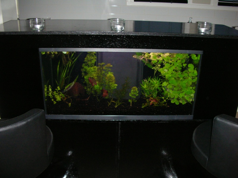 mon bar aquarium Aquari10