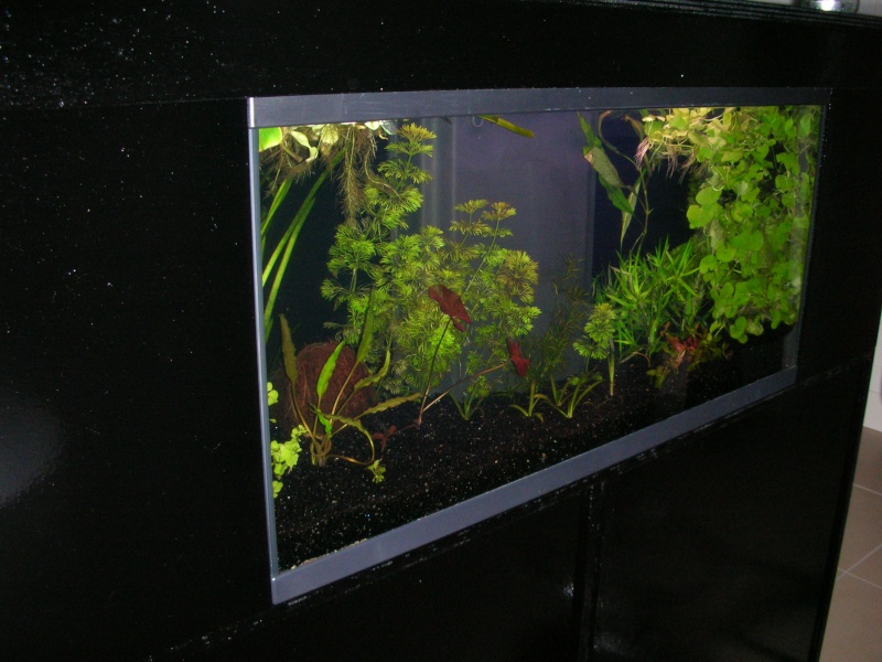 mon bar aquarium Aquari11