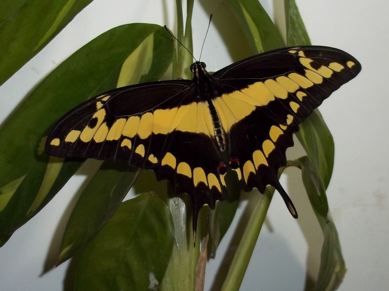 Papilio cresphontes Eta_2010