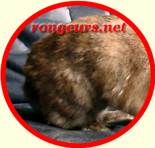 hamster manque des poil Mue1110