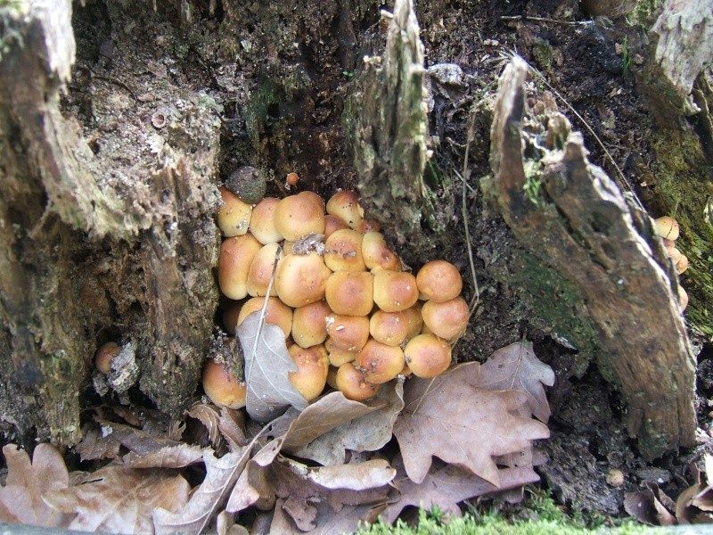 les premiers champignons dans le sud Sarthe Dscf3716