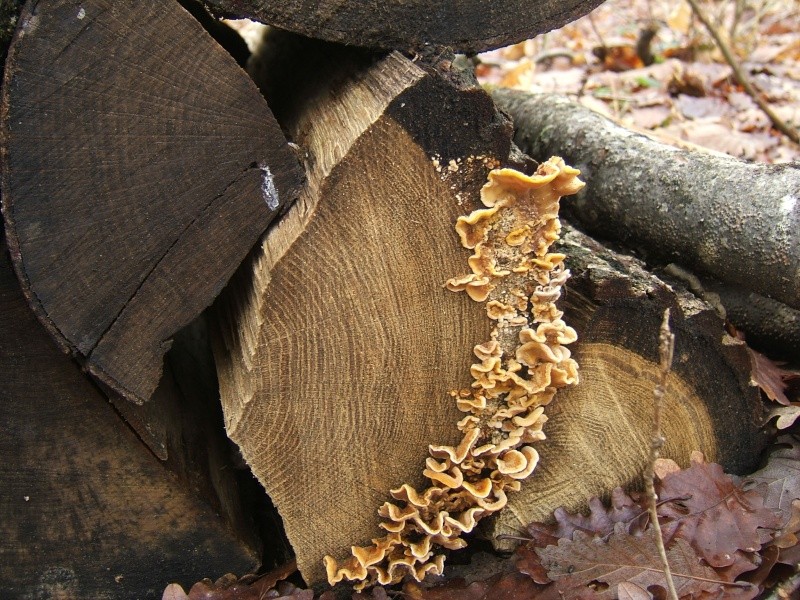 les premiers champignons dans le sud Sarthe Dscf9510