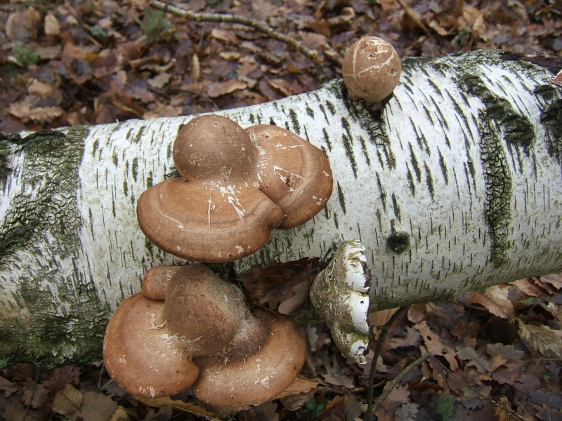 les premiers champignons dans le sud Sarthe Dscf9611