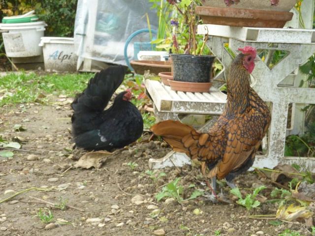 mes petites poules P1020511