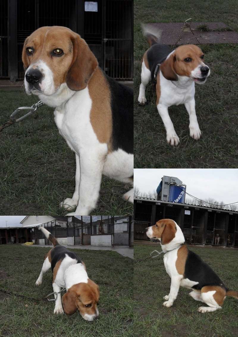 BOON, beagle risque d'eutha, cherche adoptants URGENT Boon_r10