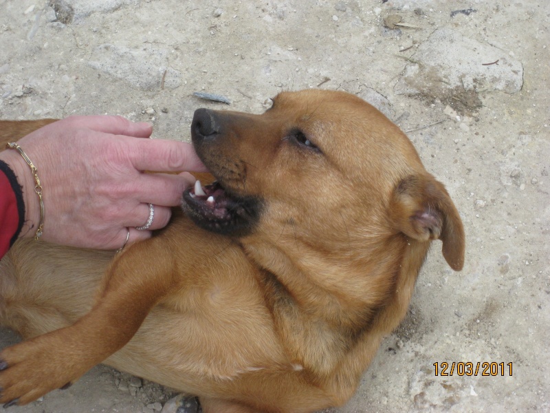 TIMI, chien de petite taille  adopter - Page 2 Img_1021