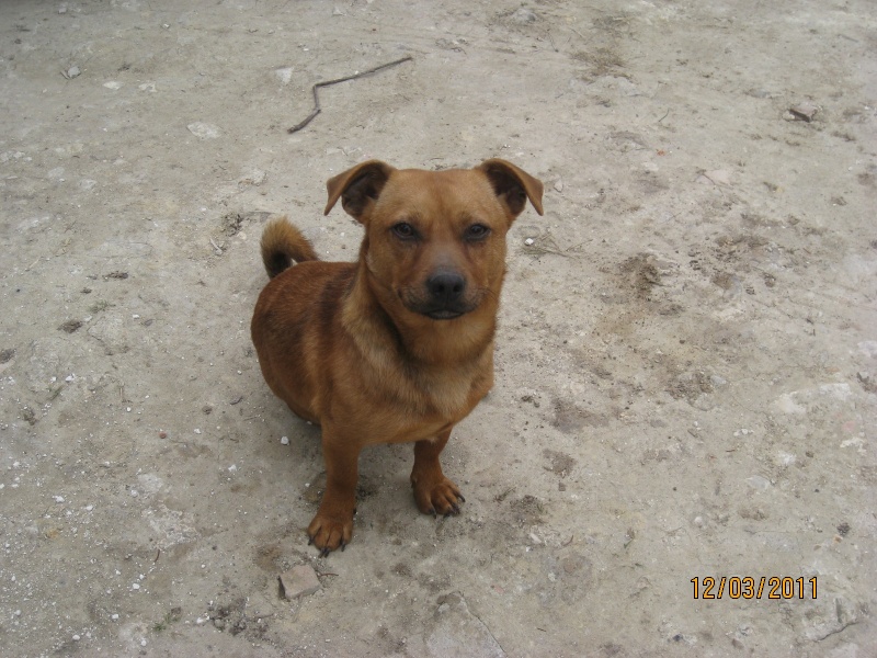 TIMI, chien de petite taille  adopter - Page 2 Img_1022