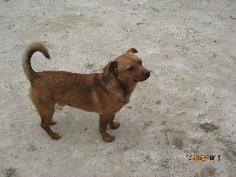 TIMI, chien de petite taille  adopter - Page 2 Img_1023