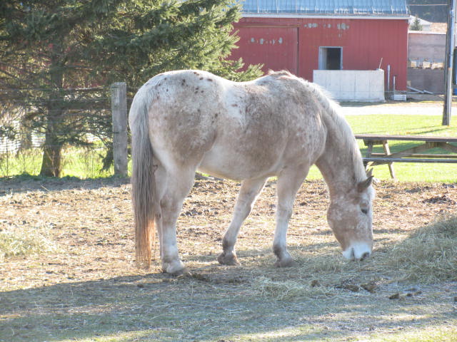 The Horses Img_1238