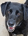 OUR BUDDY BOY, LOVELY DOG JUST NEEDS THE RIGHT HOME Buddy_10