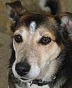 DAISY, NEEDS HER CHANCE, CAN YOU GIVE THAT TO HER??????? Daisy10