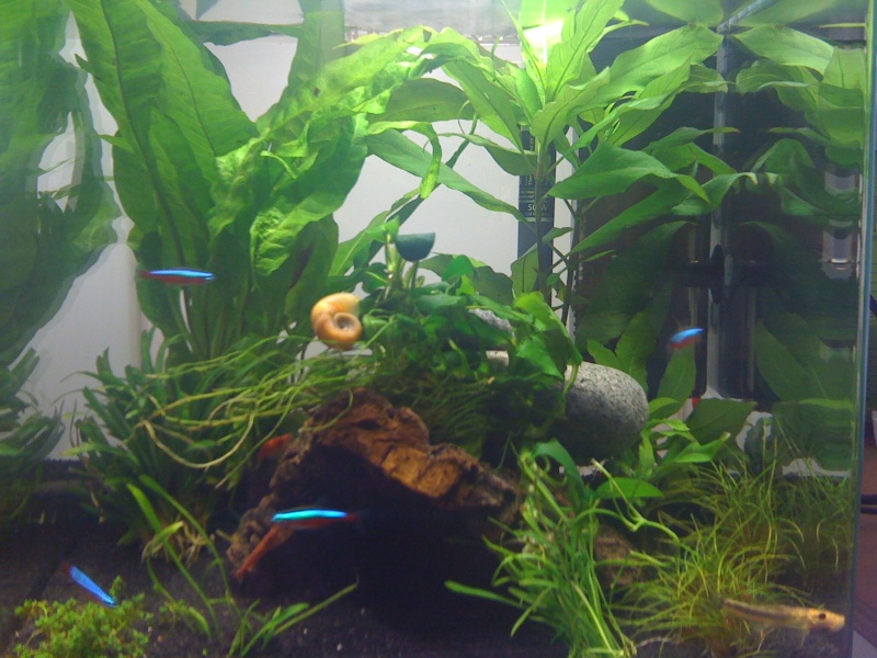 Hydres Bebes Escargots Et Vers Rouges