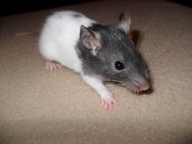 3 bébés rats (45) Sam_0313