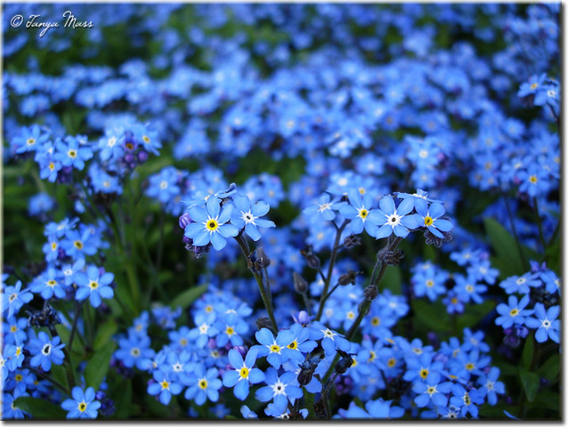 forget me not seedlings forget me not seedlings