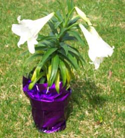 Easter Lily Elily010