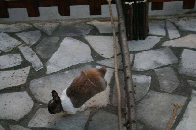 Séance photo de ma Taïga sur la terrasse Img_4210
