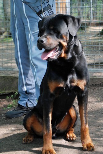 [CANIDES] Ayron rottweiler mâle de 5 ans (57) Ayron610