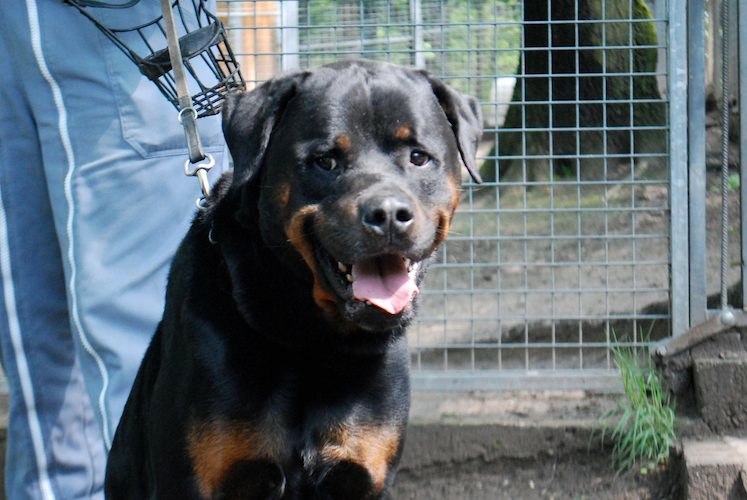 [CANIDES] Ayron rottweiler mâle de 5 ans (57) Ayron710