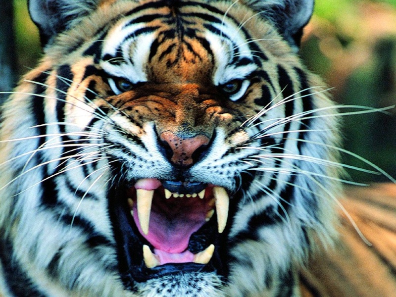 Warrior Tiger (plahnug) 11457711