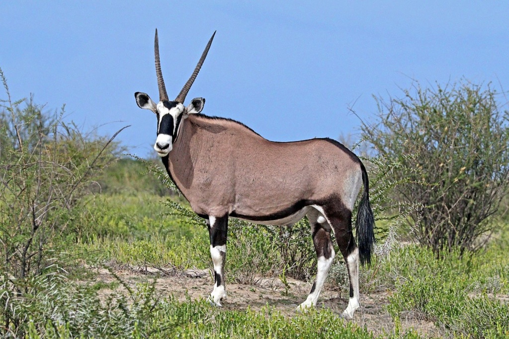 mojo - Mojo 2019 Arabian Oryx 1200px10