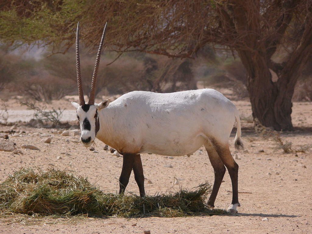 mojo - Mojo 2019 Arabian Oryx Arabia11