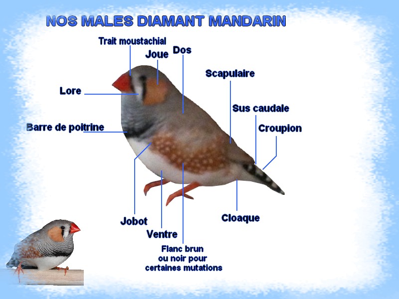 Morphologie des mandarins Morpho11