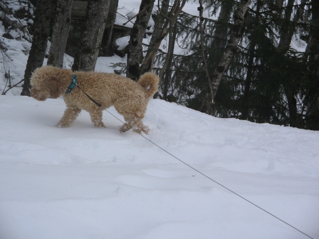 CHOUCHOU (caniche abricot) - Page 2 Img_2012