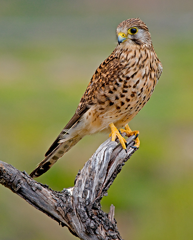 Ficha: Cernícalo Vulgar (Falco tinnunculus canariensis) 12375710
